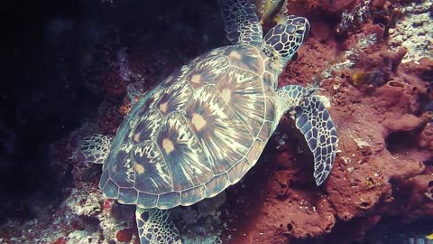 turtle underwater - under the sea
