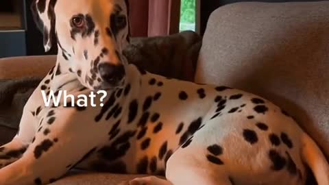 Why are all dogs shocked by this