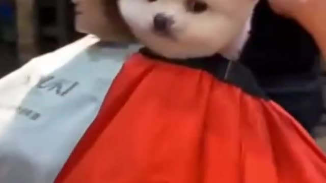 Cute And Funny Animals 9