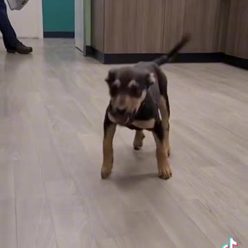 Dog happy dance viral tiktok video