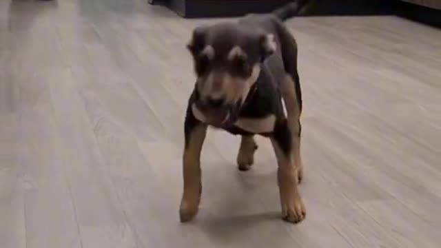 Dog happy dance viral tiktok video