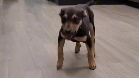 Dog happy dance viral tiktok video