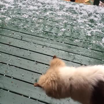 Adventures If KAYA-It’s Raining Ice Cubes???