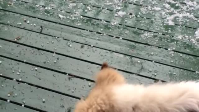 Adventures If KAYA-It’s Raining Ice Cubes???
