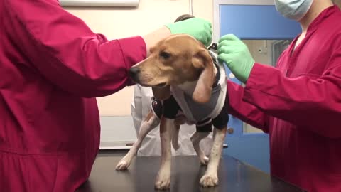 Drug testing: research with dogs