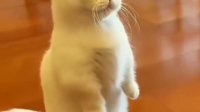 Cute Cat meme l whatsapp status l cute animals l #shorts #youtubeshorts #cute #cutecats #animals