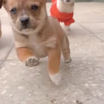 Little Dog Run Way Funny Dog