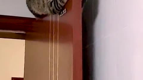 Esse Gato e o jiraya olha onde subiu para dormir