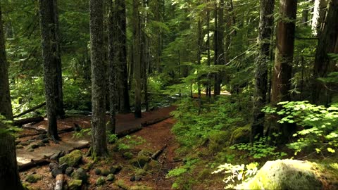 Video Of Forest