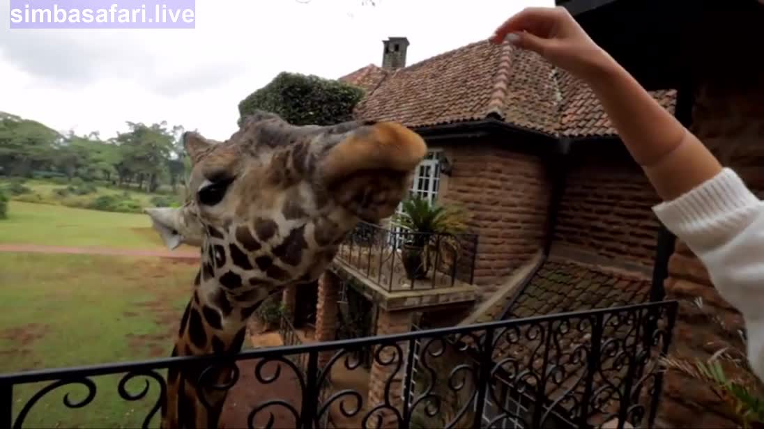 Giraffe Show Amazing Display