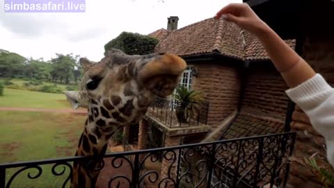 Giraffe Show Amazing Display