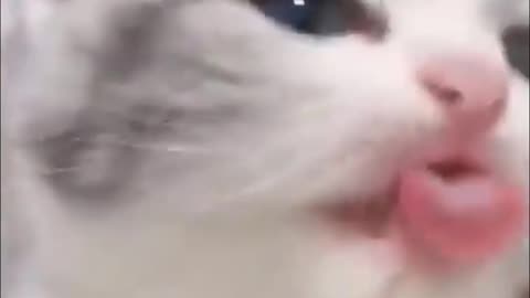 Baby Cats - Cute and Funny Cat Videos Compilation #trending #viral #funny