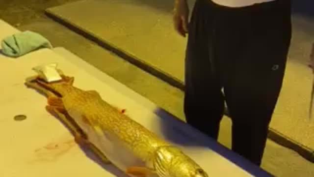 The monster Pike in Houghton Lake Michigan