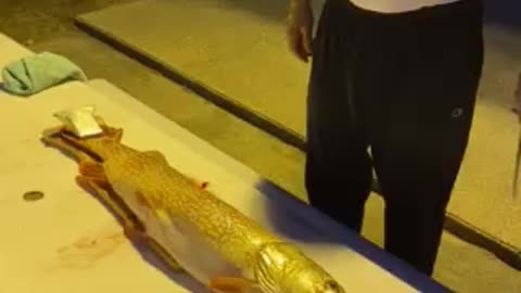 The monster Pike in Houghton Lake Michigan