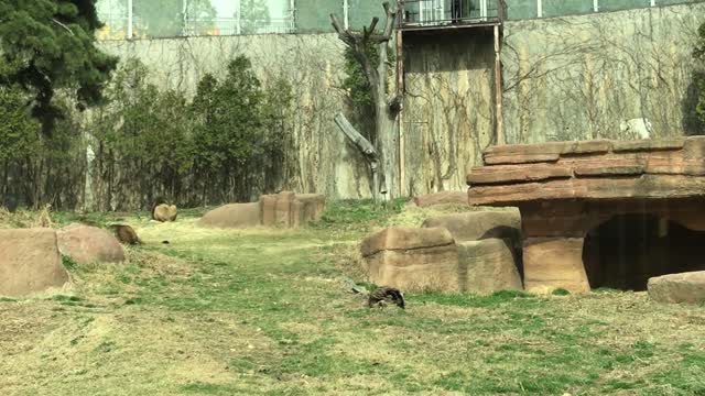 the cheers of lions and people who eat a chicken.