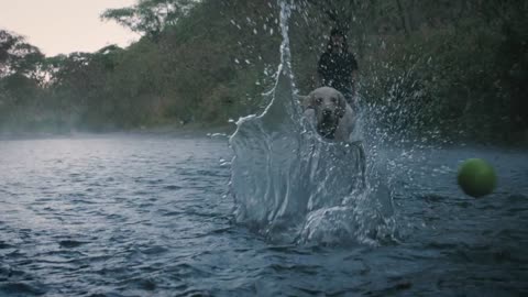 Dog and owner playing with a ball in a creek