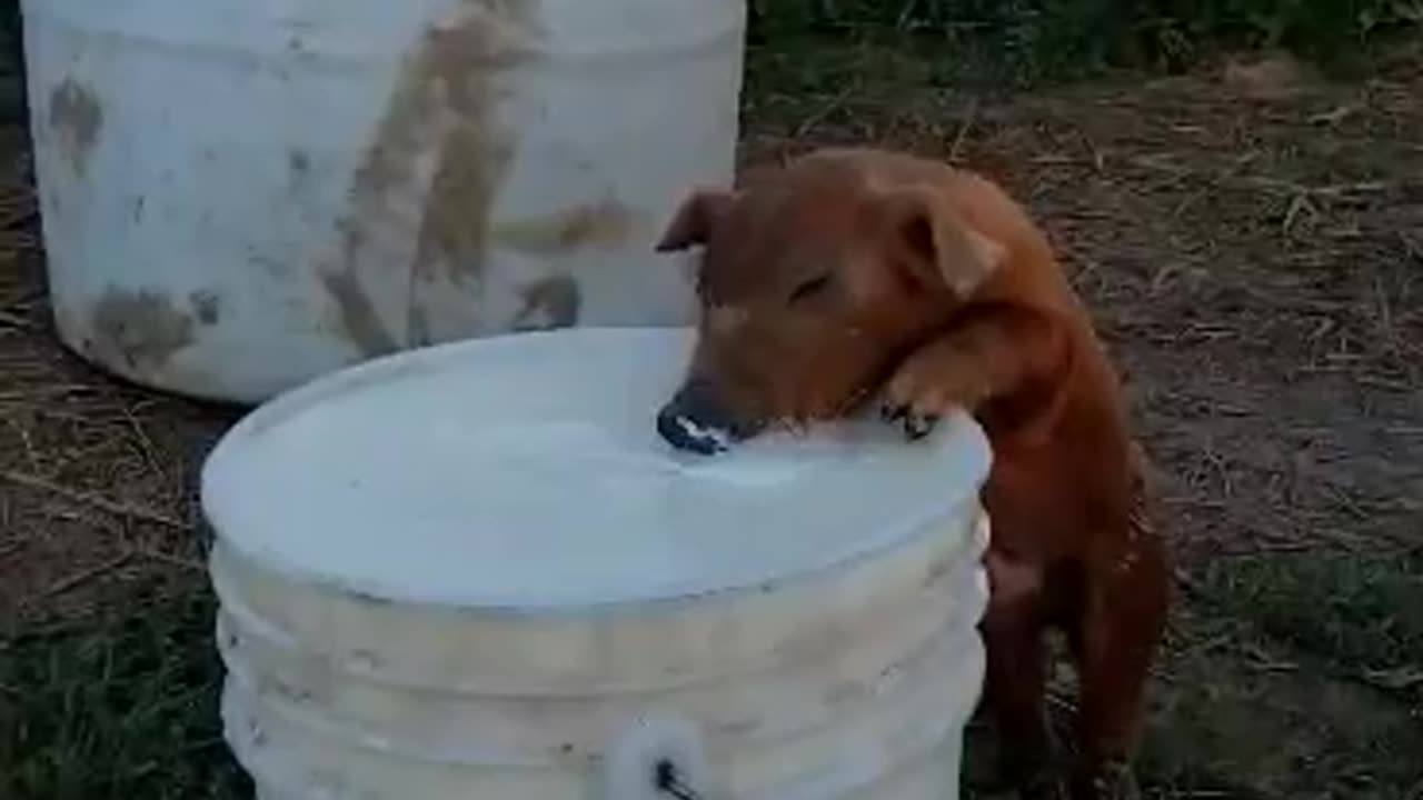 Piglet drinking milk on the homestead