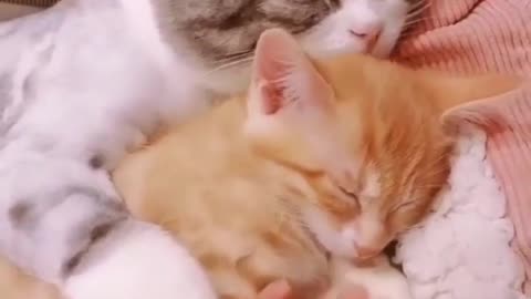 OMG 😱 cute cat 😱😘😘