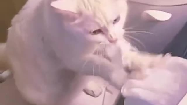 funny cats