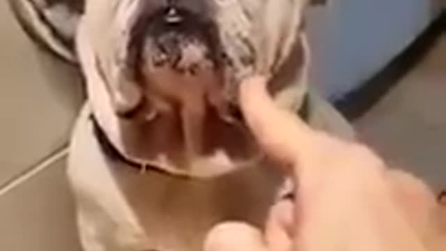 Mira la reacción de este perrito cuando su dueño lo regaña