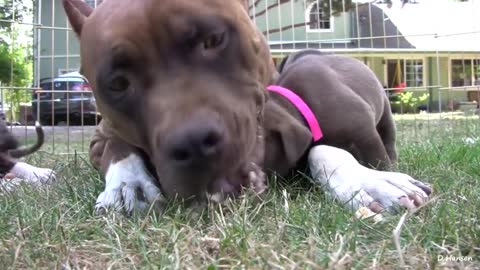 Pitbull gives lesson to her puppies