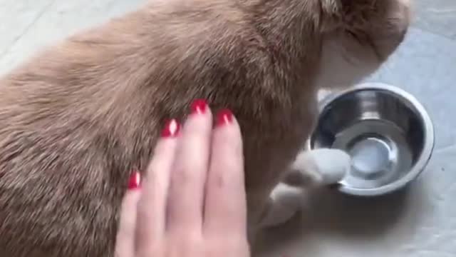 Смешные и милые животные _ Episode #5