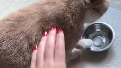 Смешные и милые животные _ Episode #5