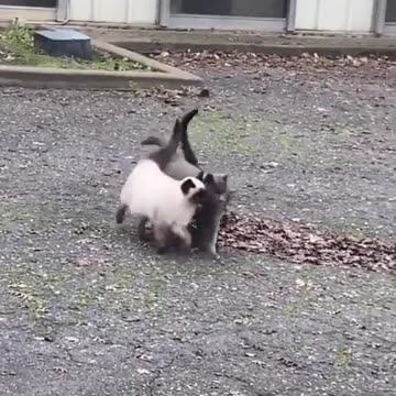 The cat cover the president cat