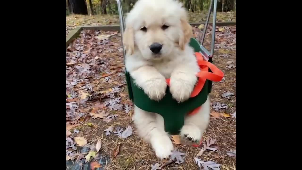 Cute Golden Retriever On Swing