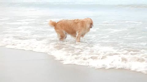 Nice dog playing in the water