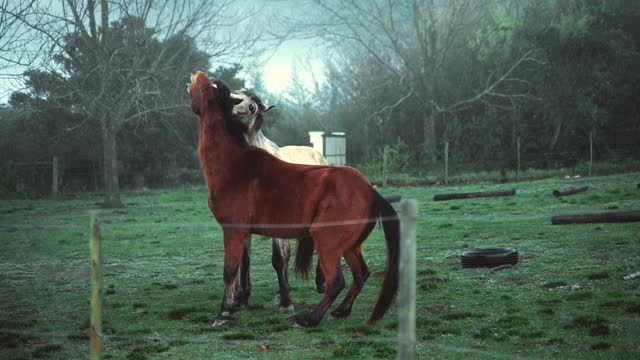 the horse playing grass