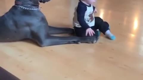 Great Dane | Gentle giant ❤️