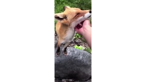 animals playing with people