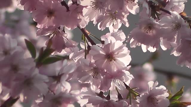 Flowers Stock Footage