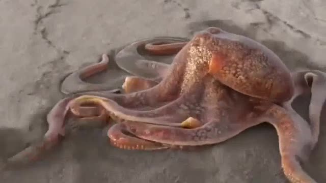 OCTOPUS on beach. smooth moving.