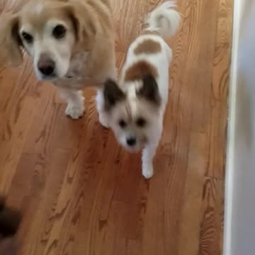 Havanese Dog Walk Him Self These Days For A Treat!