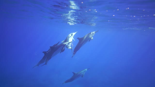 A large flock of dolphins in the ocean