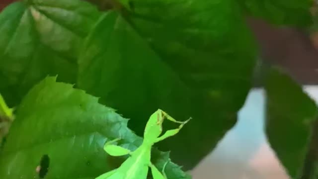 Creepy Leaf insect