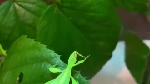 Creepy Leaf insect