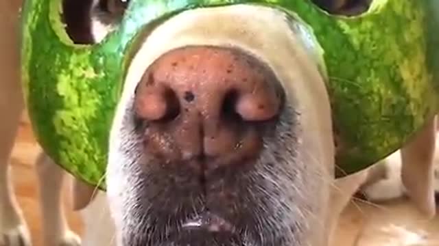 dog's Fun with watermelon