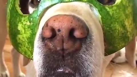 dog's Fun with watermelon