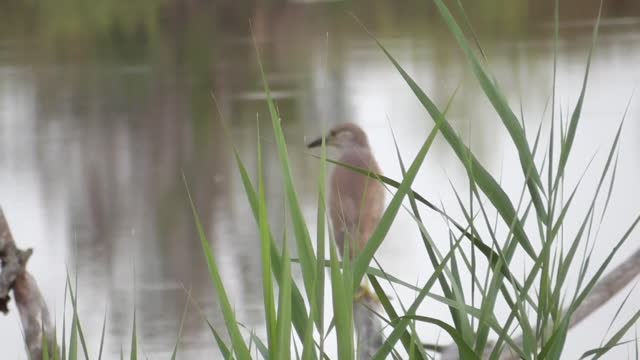 157 Toussaint Wildlife - Oak Harbor Ohio - American Bittern In The Spotlight