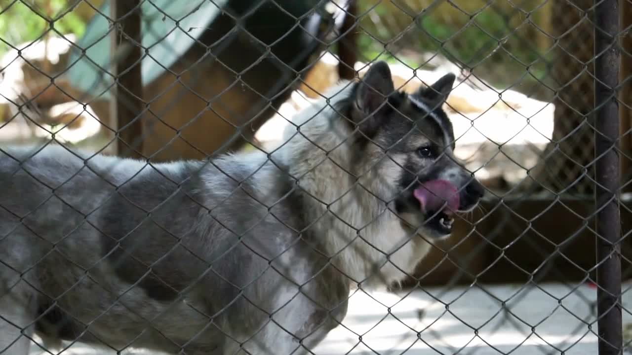 Poor abandon dogs in shelter, wagging tail and waiting for new owner to adopt