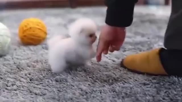 Mochi! The cutest snowball!