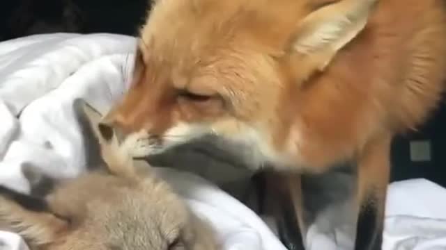 Cute foxes kiss