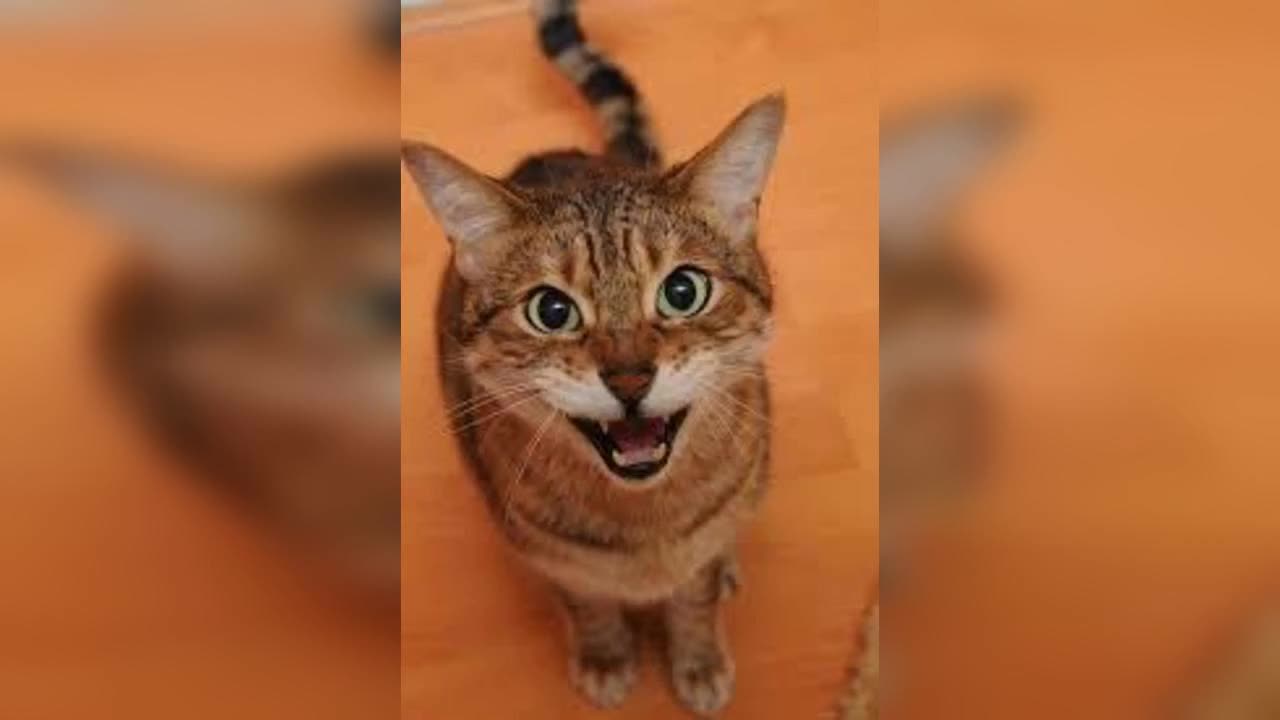 Cat screams at night after owner moves