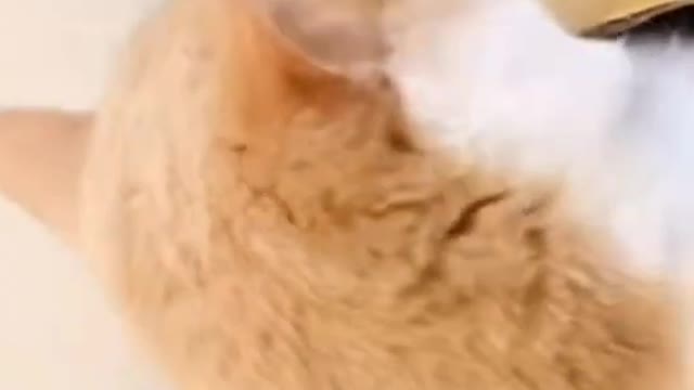 Cute cat funny moment 🐈🐈🐈