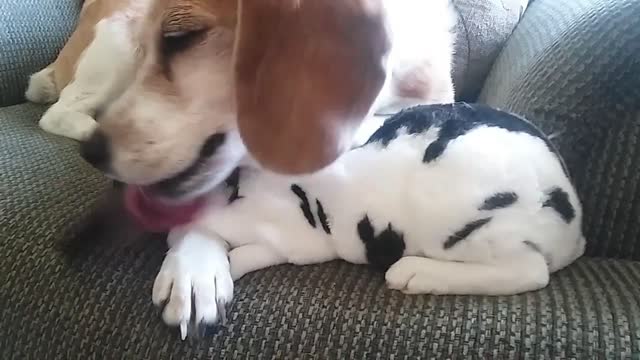 Beagle thinks bunny is her baby puppy.