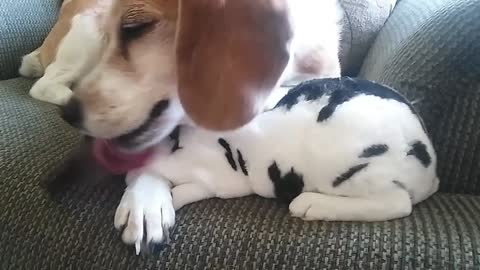 Beagle thinks bunny is her baby puppy.