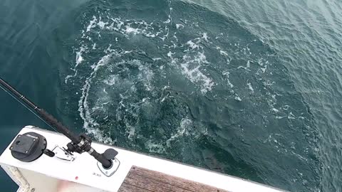 Tiger Shark and Big Gag Grouper off Bayport/Weeki Wachee, Florida